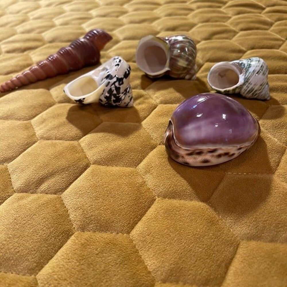 seashells(5) - Picture 2 of 7